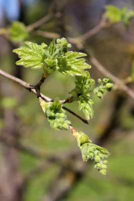 Acer campestre - javor polní - kvetení (57)